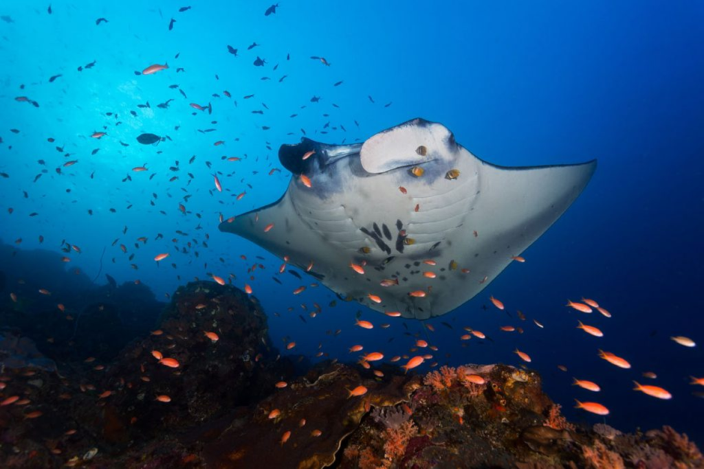 Oceanic Manta