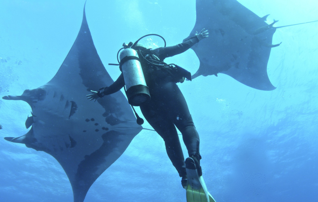 buceo con mantarrayas