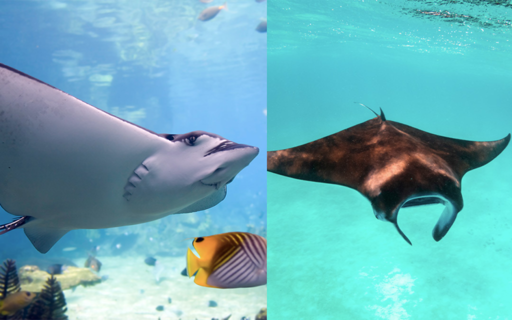 difference between manta and ray