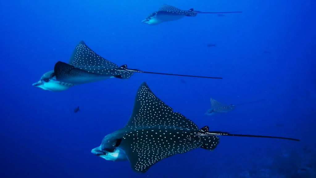 eagle rays