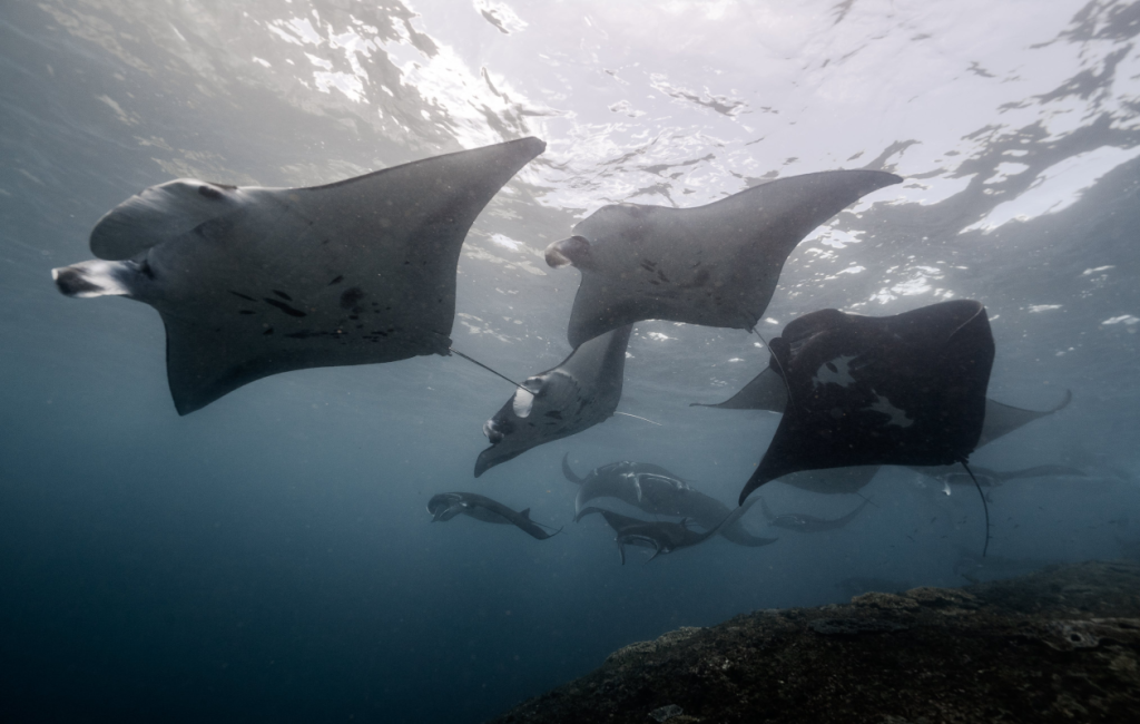 migration-of-manta-rays