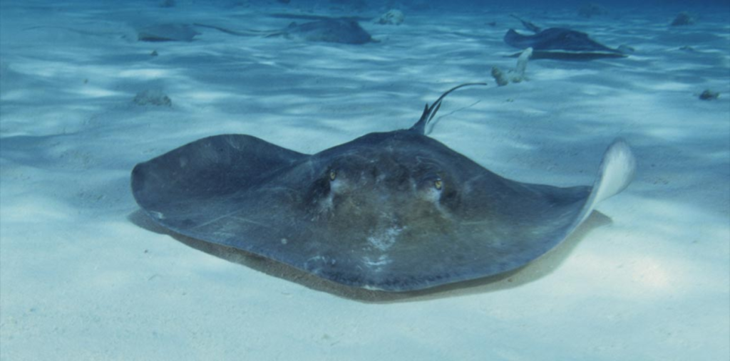 whip ray