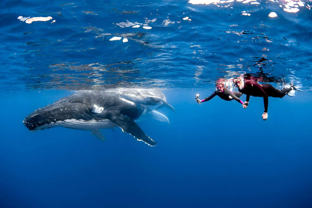 buzos nadando junto a una ballena jorobada y su cria