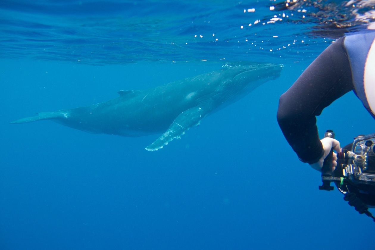 buzo mirando de lejos a una ballena