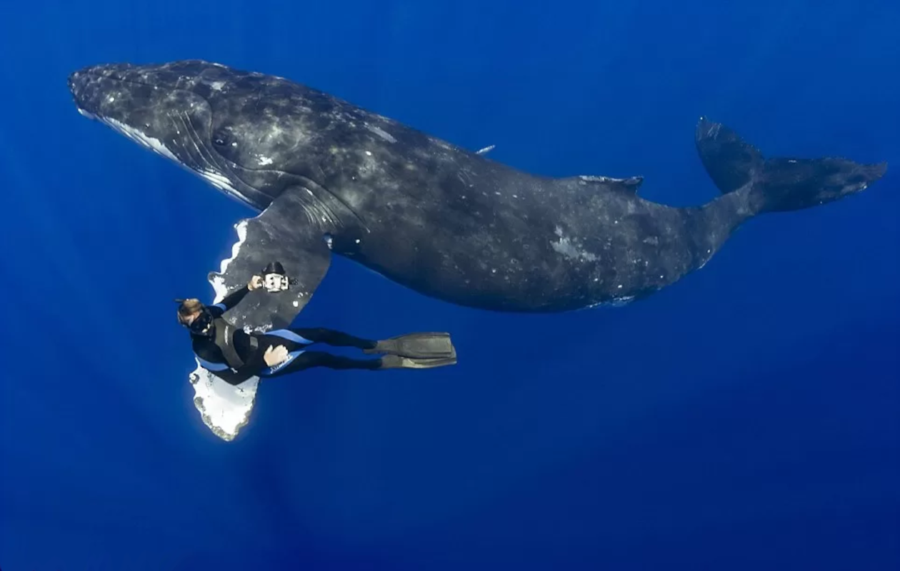 buzo sobre aleta de ballena