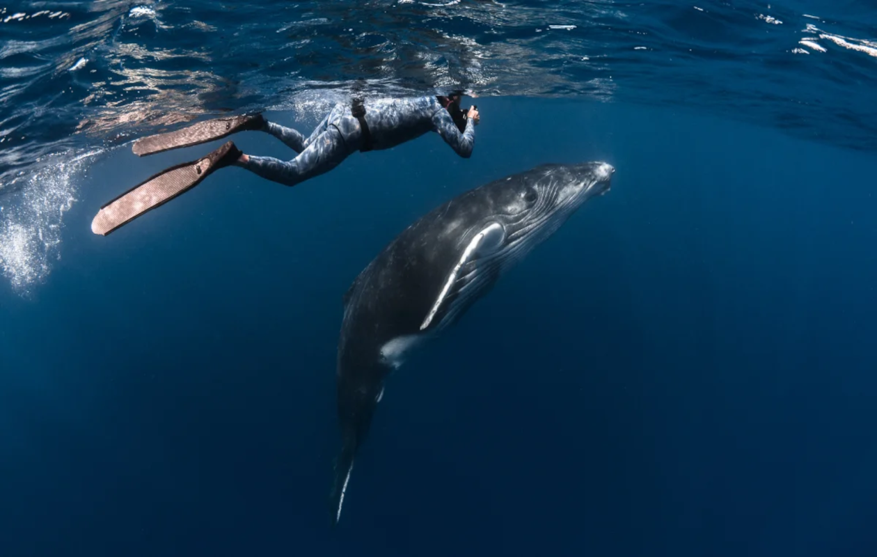 Person swimming with humpback whale