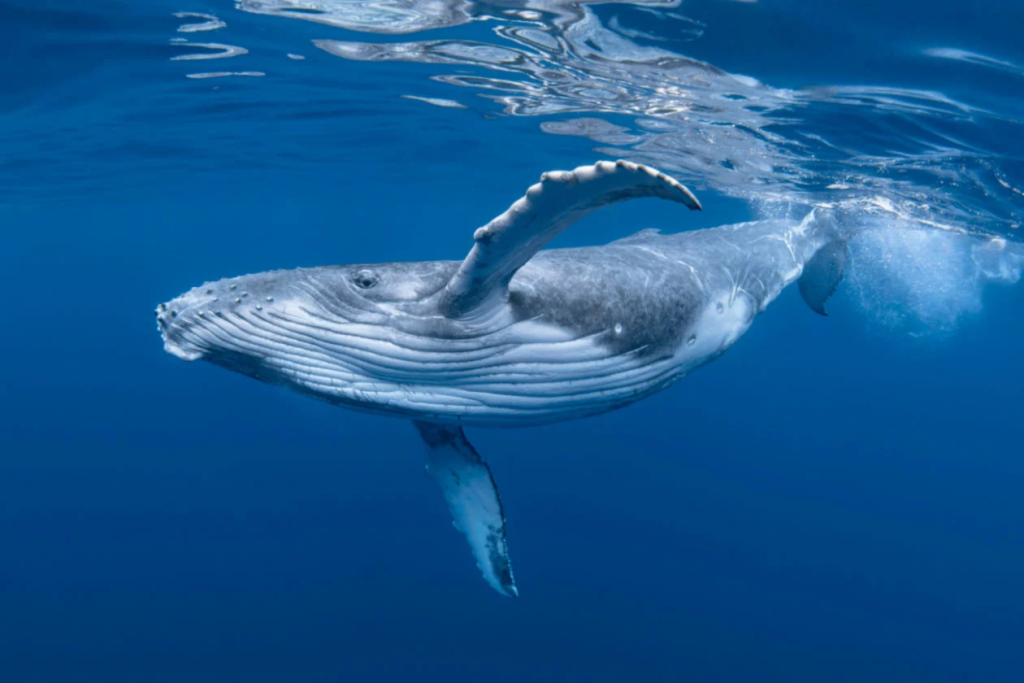 Donde ver ballenas en Costa Rica