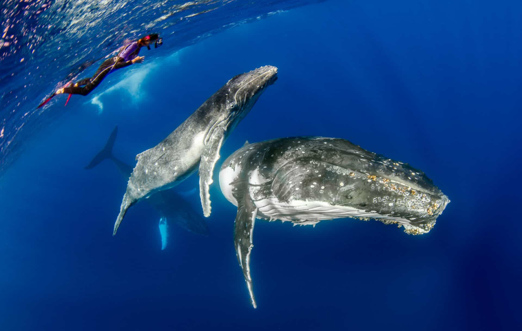 diver observing a whale with its calf