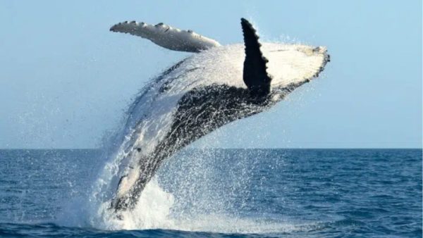 Why Humpback Whales Breach - Costa Rica Dive and Surf