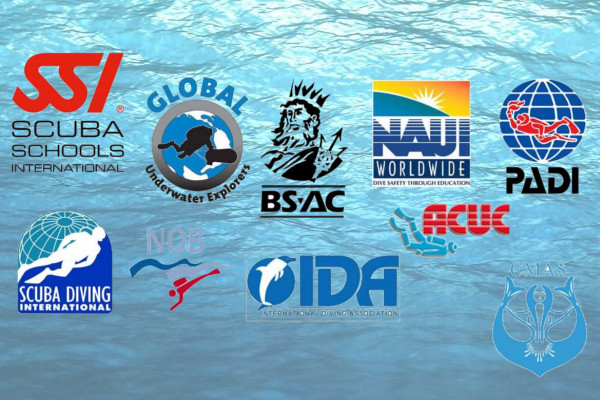 Top 7 diving organization and certification programs