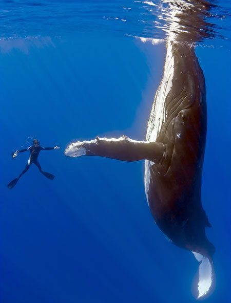 blue whale diver