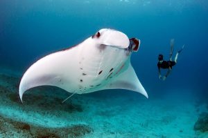 Manta Ray, a giant of the ocean / Costa Rica Dive and Surf