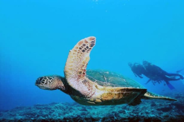 Divers observing a turtle