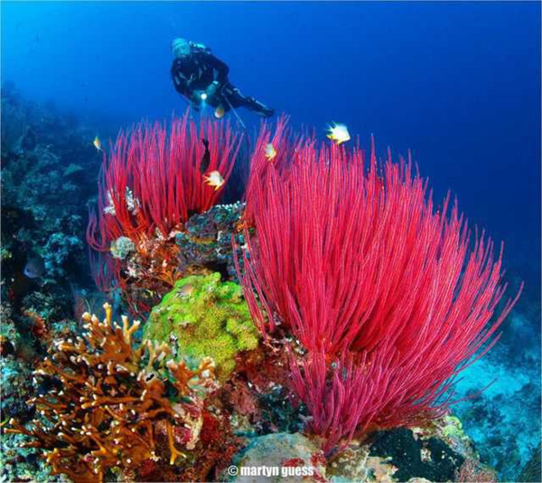 fotos de buceo-Coral hermoso en la isla de Menjangan al norte de Bali.