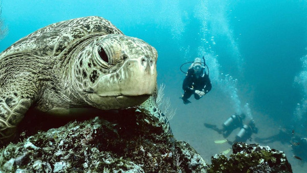 Fotos de buceo-Buzos observando imponente tortuga marina