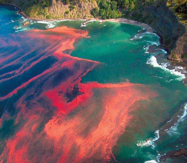 Red Tide in Costa Rica. What do I need to know?