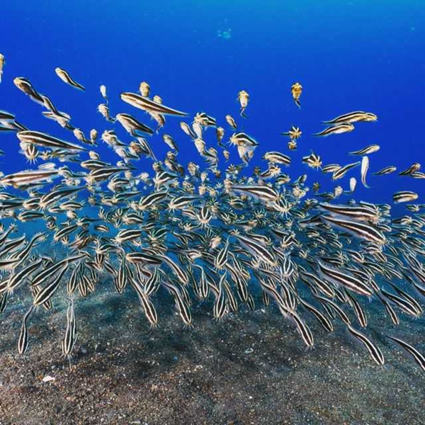 scuba diving photo on Instagram : when the catfish attacks