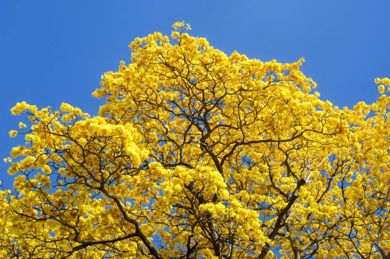 dry-season-costa-rica-costa-rica-dive-and-surf