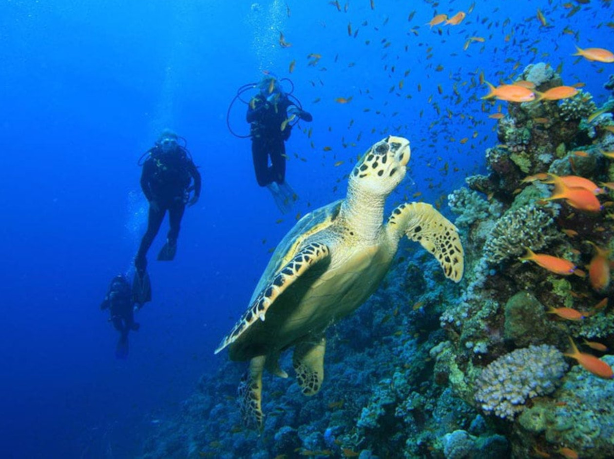 isla-del-cano-costa-rica turtle - Costa Rica Dive and Surf