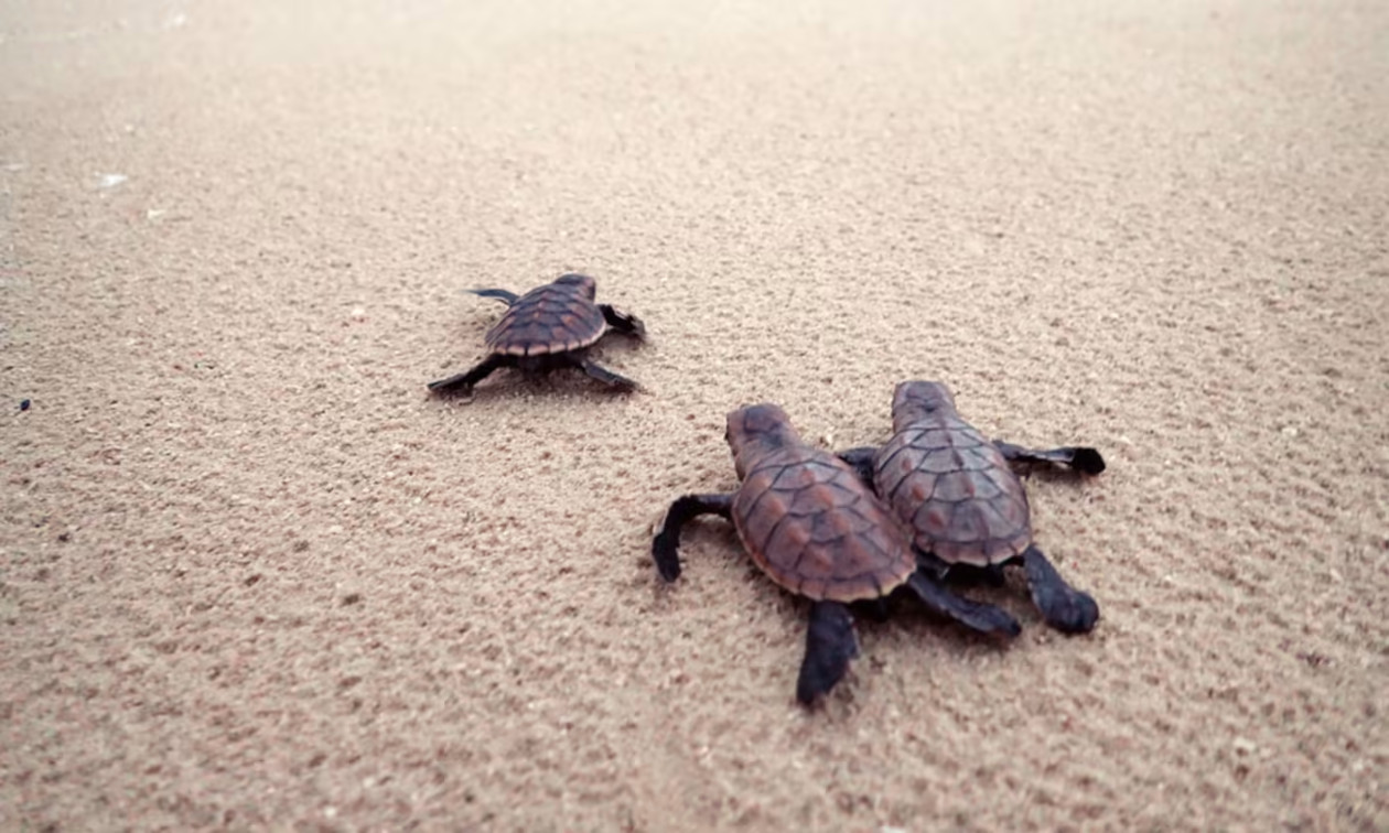 green-turtle-reproduction - Costa Rica Dive and Surf