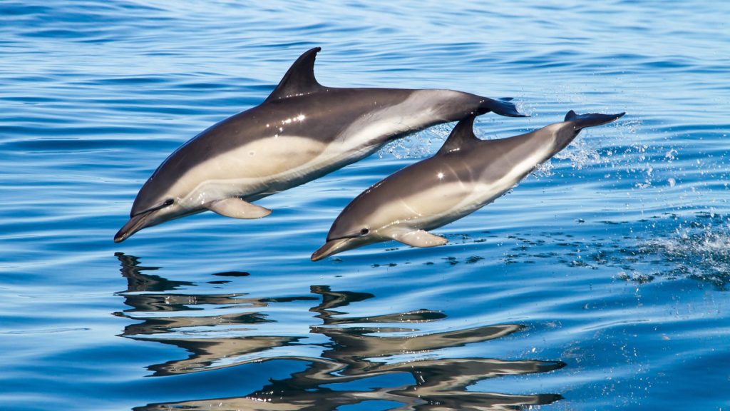 Delfin comun costa rica