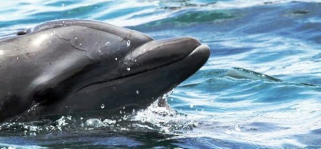 Avistamiento de delfines en Golfo Dulce Costa Rica