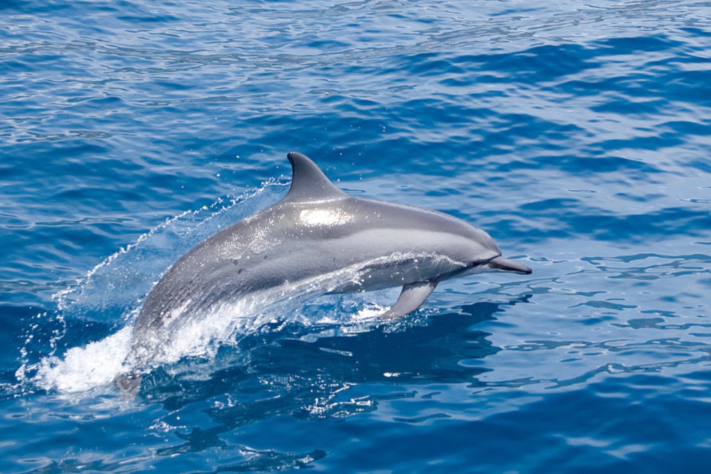 Delfin saltando en aguas de Costa Rica