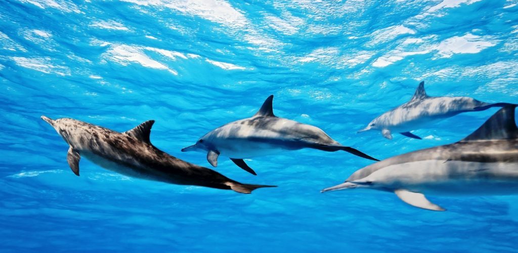 Delfines en tortuguero