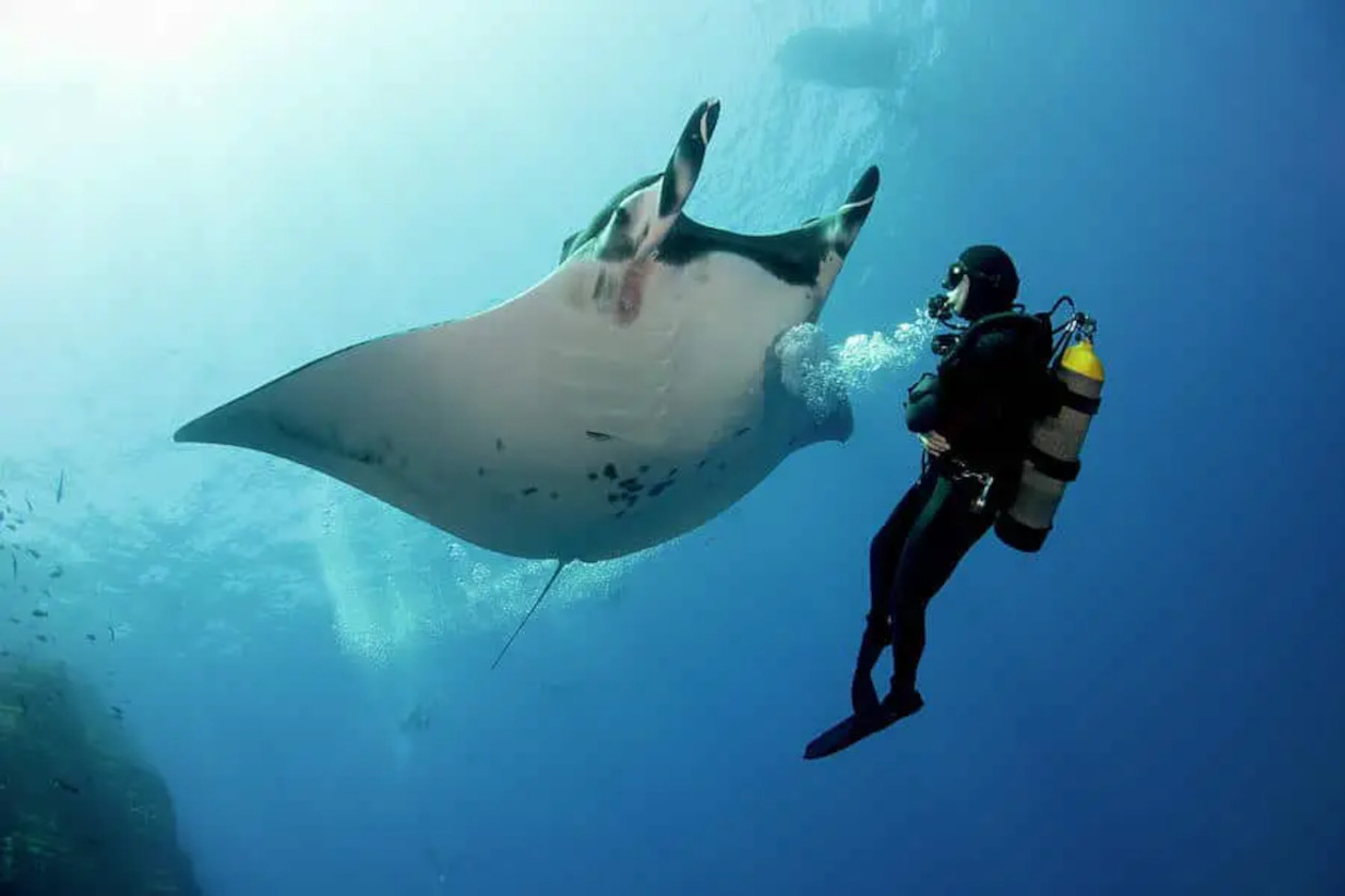 giant manta ray and scuba dive