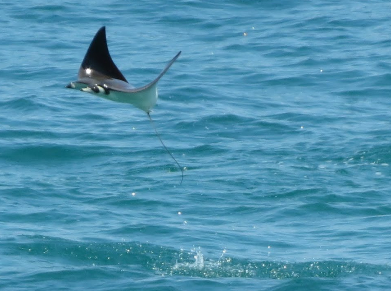the jump of a manta ray