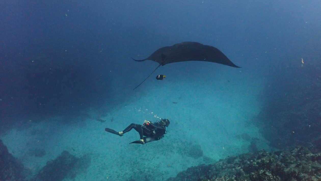 A diver from Costa Rica swimming with a huge mantaray