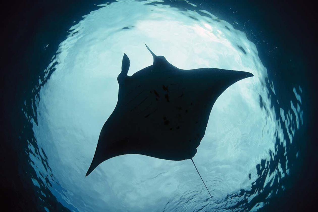 spectacular view of a mantaray