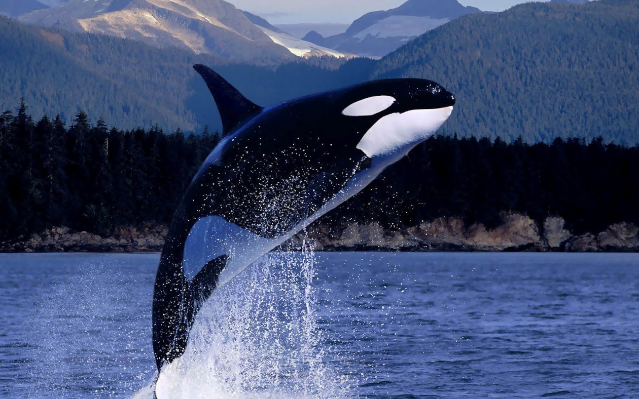 orca, el depredador número uno de las mantas