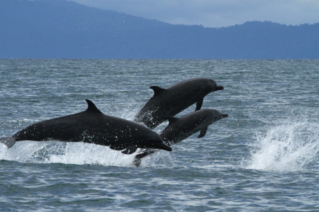 Tres delfines saltando- avistamiento de delfines en Costa Rica