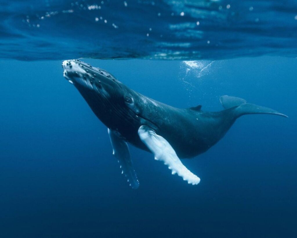 Impresionante ejemplar de ballena jorobada nandando en aguas del Parque Nacional Marino Ballena