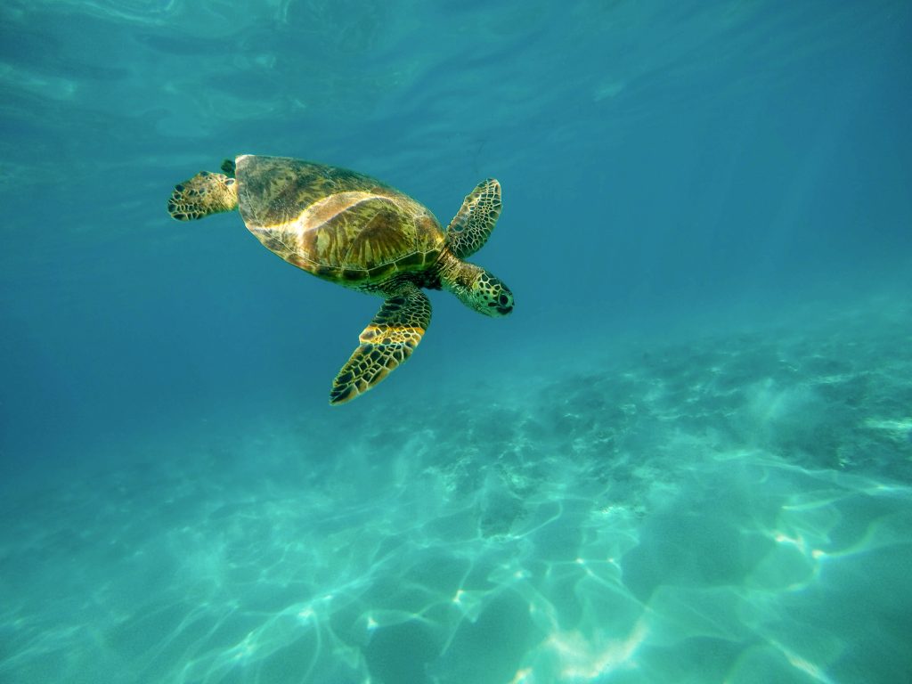 beautiful turtle in the waters of marino ballena national park