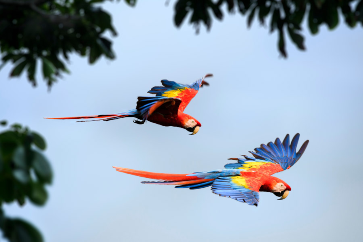 Guacamayos en parque Nacional Corcovado