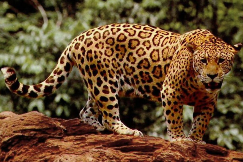 Jaguar en el parque nacional corcovado Costa Rica