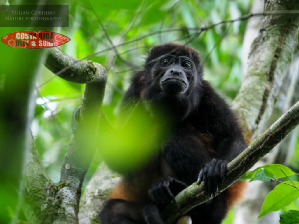 Mono at Corcovado National Park