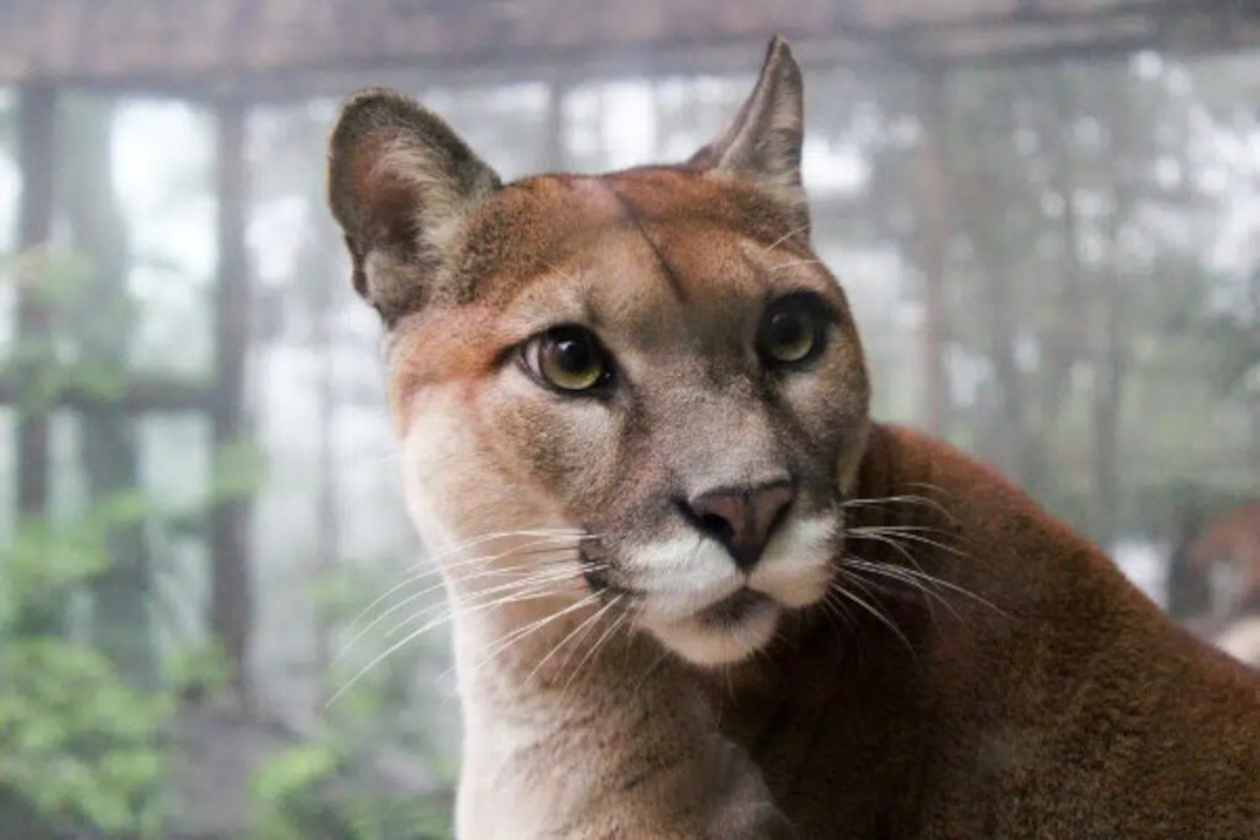 Puma en el Parque Nacional Corcovado