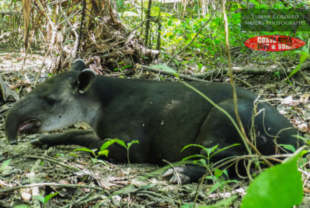 Tapir at corcovado National Park