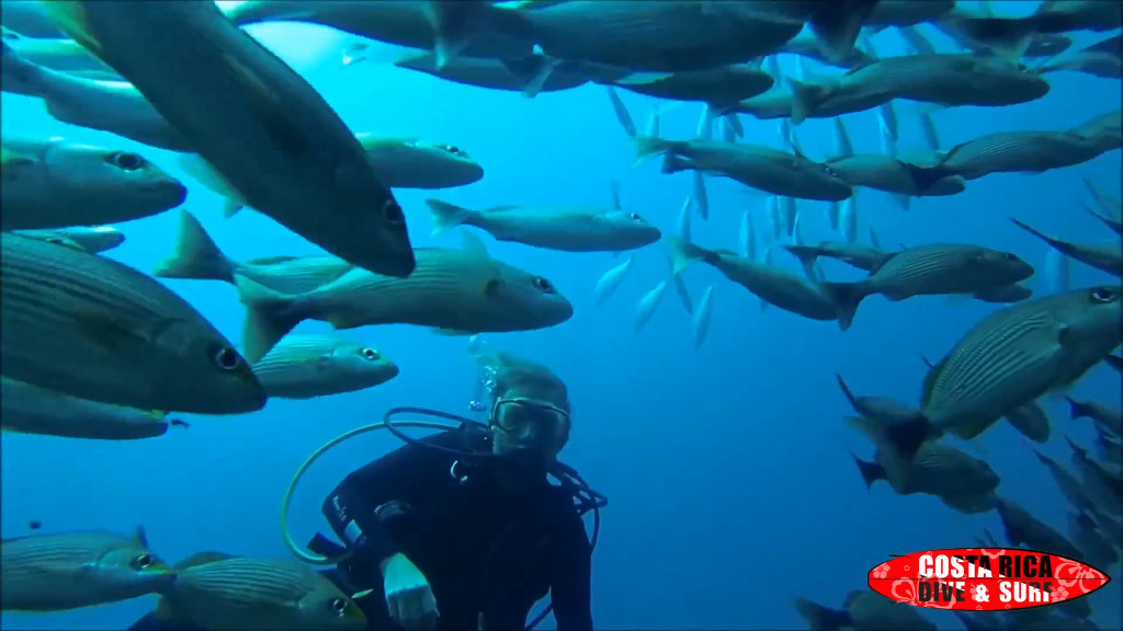 diver meet enormous amount of fishes in Caño island