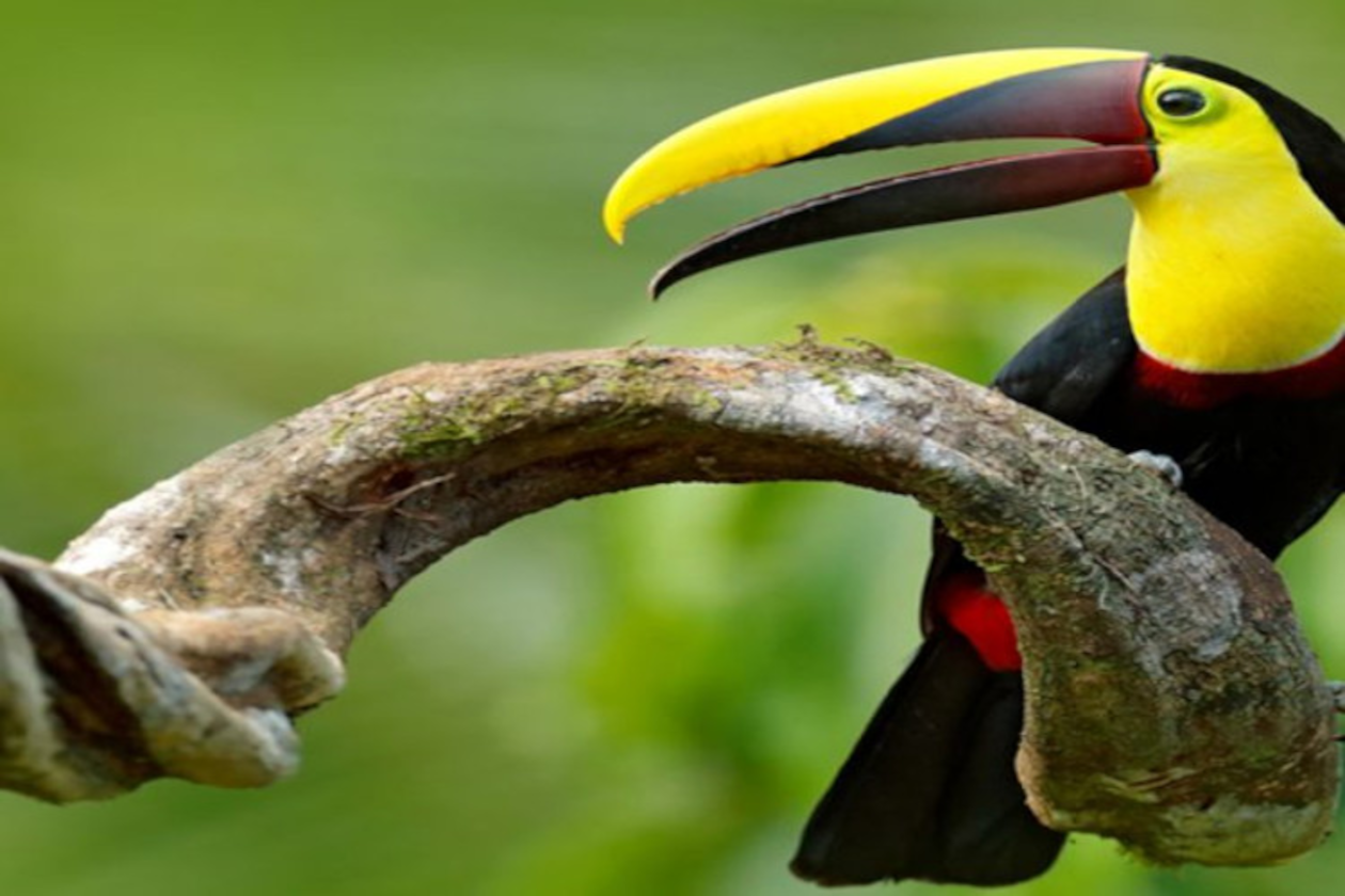 Tucan en corcovado