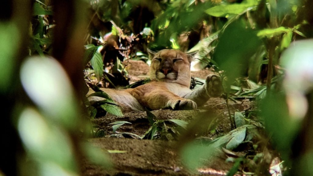 felino-en-corcovado