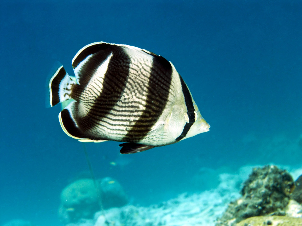 Black & White Heniochus Butterfly -Heniochus acuminatus-