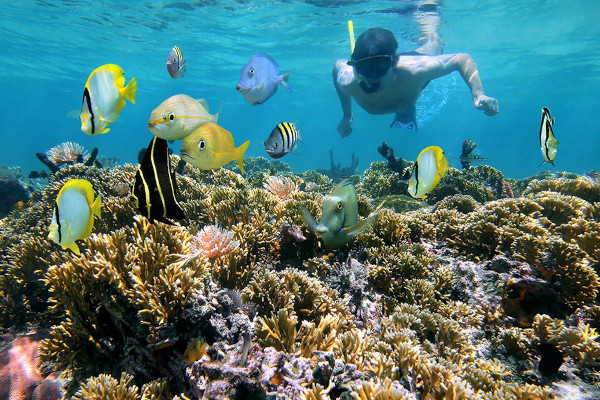 osa peninsula snorkel principal