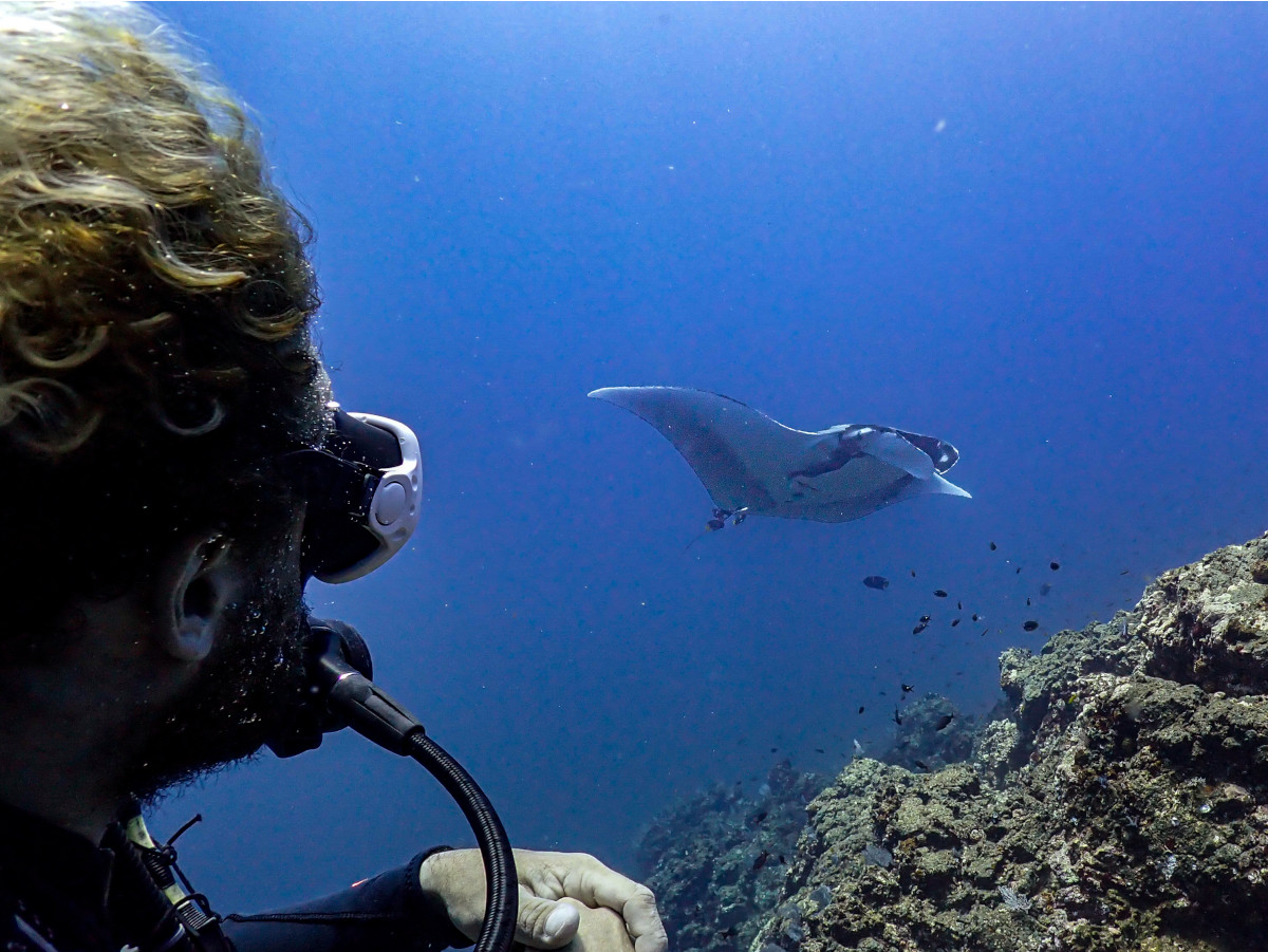 diver-watching-mantaray