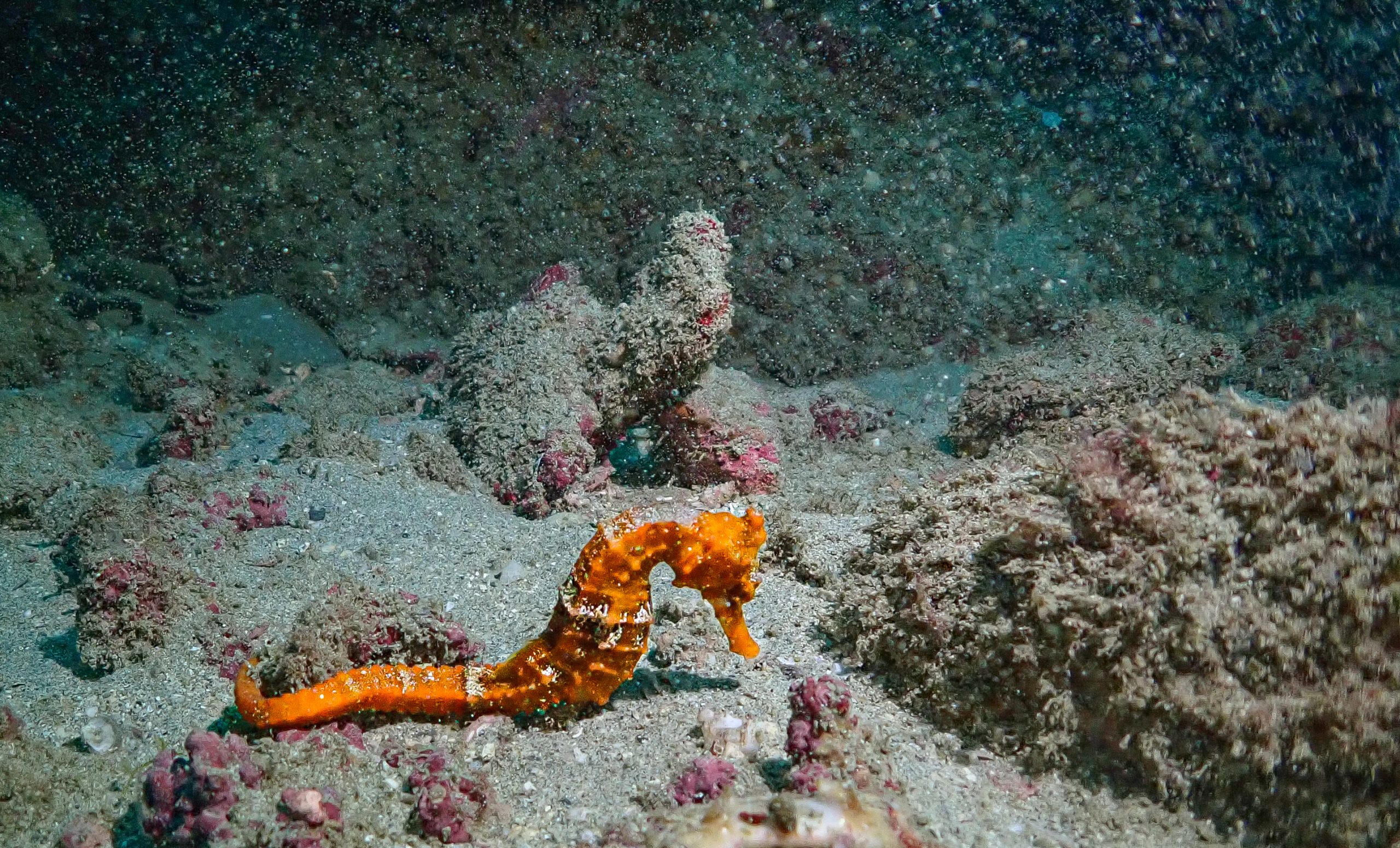 Sea Horse